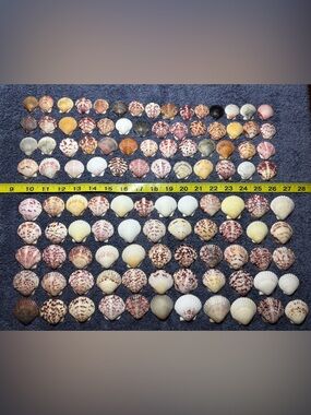 110 - Sanibel Island Scallop Seashell Collection.  Great for crafters.